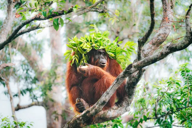 Noodles the orangutan