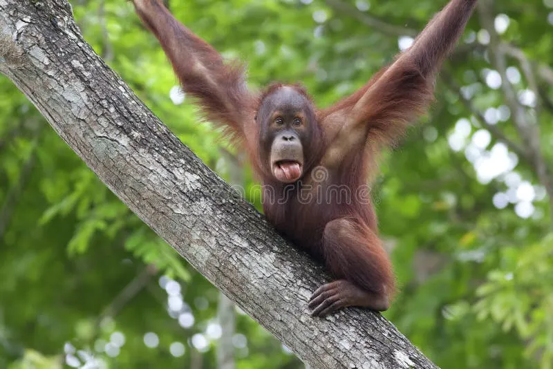 Biscuit the orangutan