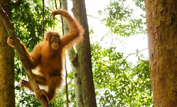 Duchess Cleo the orangutan
