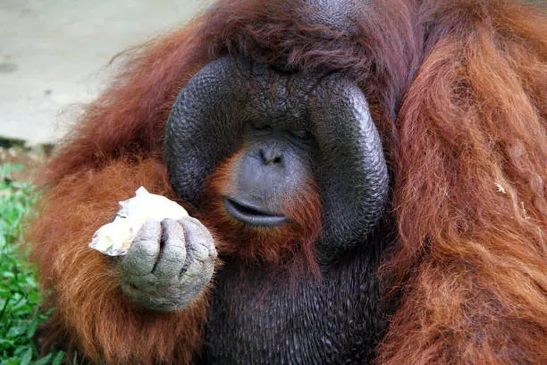 Peaches the orangutan