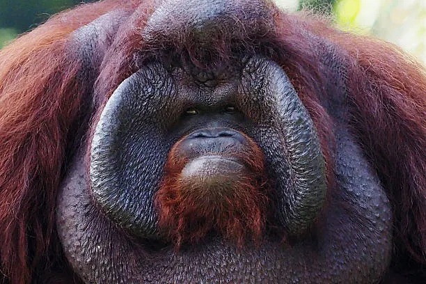 Tiny the orangutan