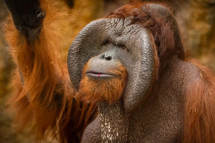 Winston the orangutan