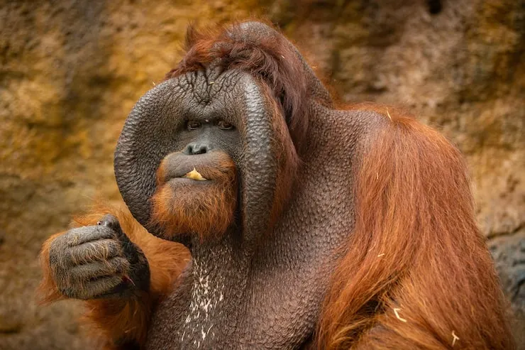 Professor Hank the orangutan