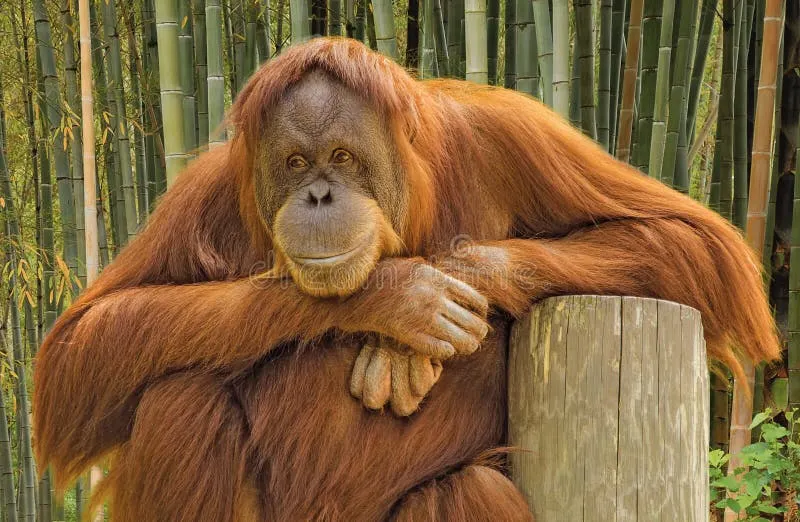 Reginald the orangutan