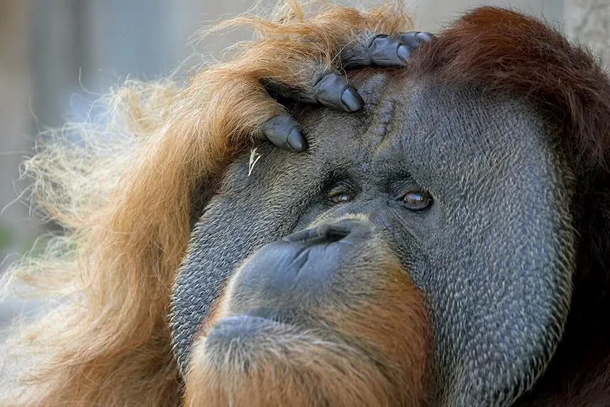 Gerald the orangutan