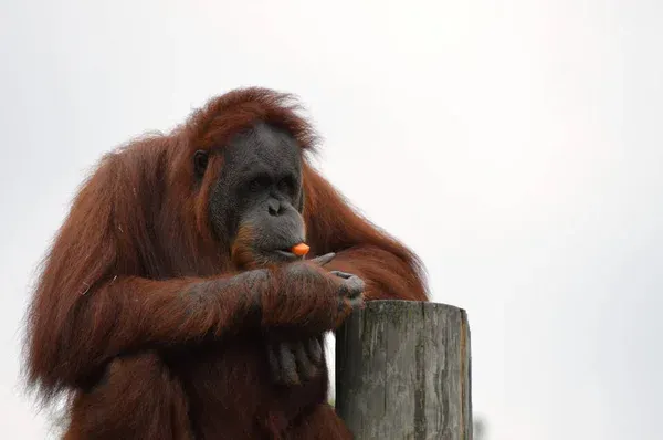 Orangutan portrait