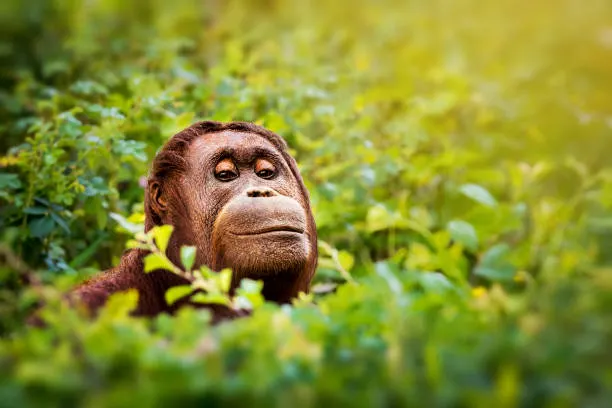 Chunky the orangutan