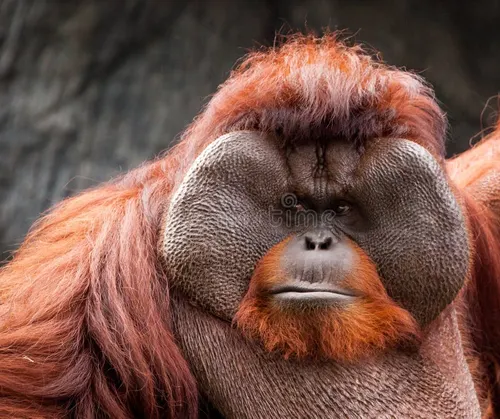 Clementine the orangutan