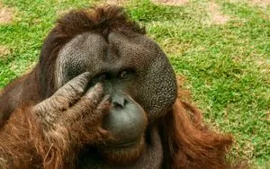 Mango the orangutan