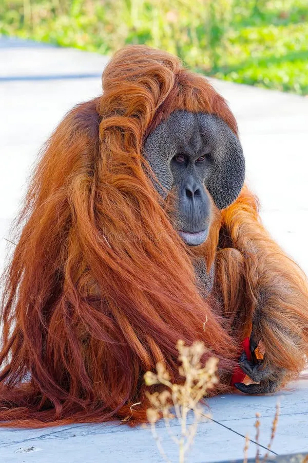 Baroness the orangutan